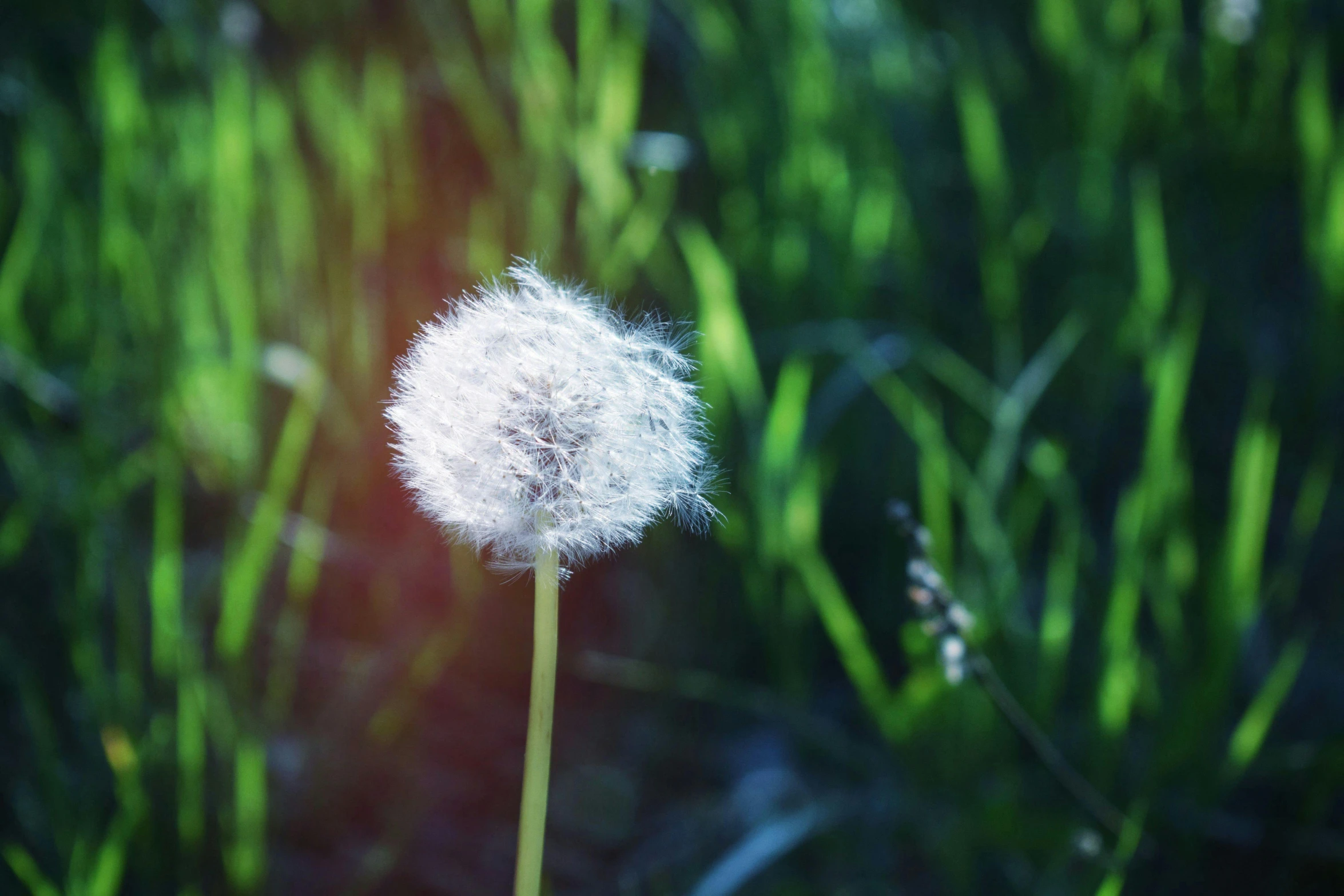 a white dandelion sitting on top of a lush green field, unsplash, hurufiyya, medium format. soft light, soft light - n 9, sunflare, 15081959 21121991 01012000 4k