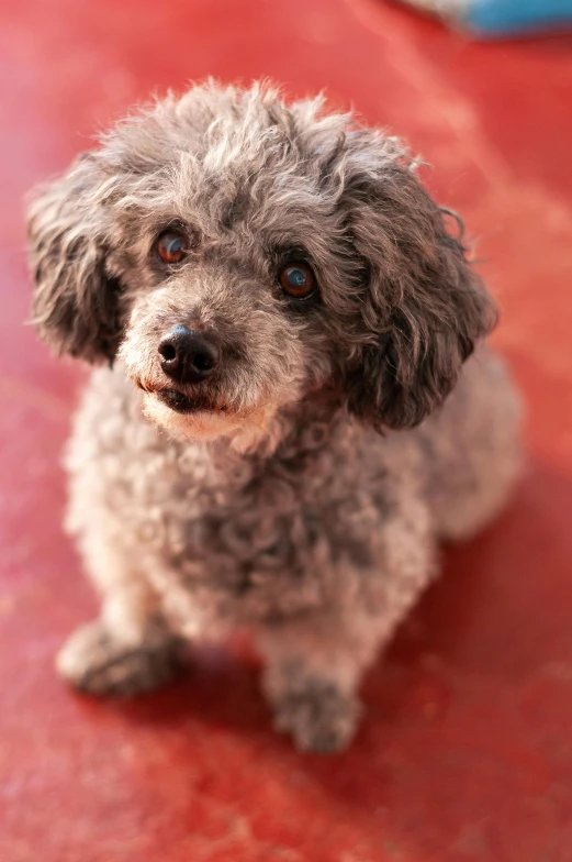 a small gray dog sitting on top of a red floor, curly haired, close - up of face, full shot photograph, square