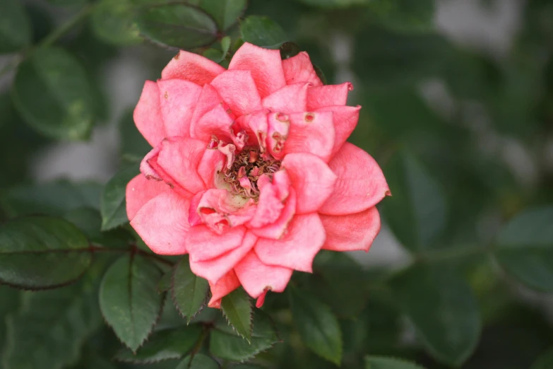 a close up of a pink flower with green leaves, unsplash, crown of mechanical peach roses, low quality photo, 15081959 21121991 01012000 4k, taken in the late 2000s