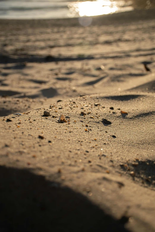 a bird standing on top of a sandy beach, golden hour firefly wisps, red shell. dirt track, ground covered in maggots, up close image