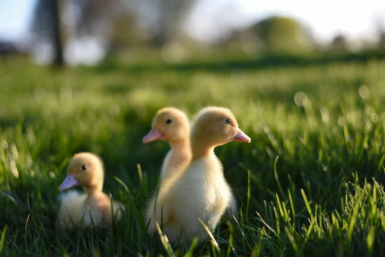 a couple of small ducks standing on top of a lush green field, unsplash, photorealism, precious moments, r/aww, ( ultra realistic, cute boys