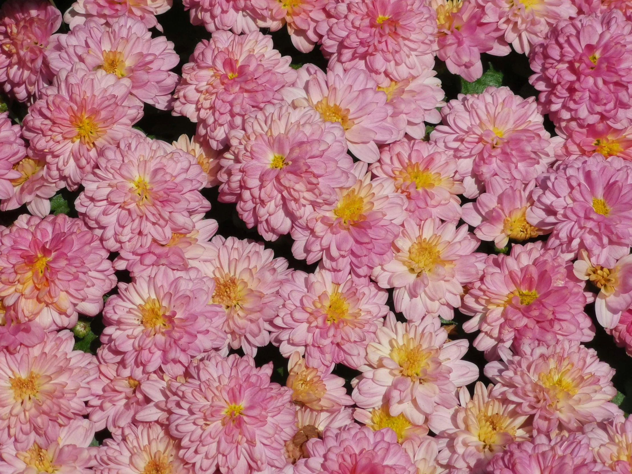 a close up of a bunch of pink flowers, chrysanthemum eos-1d, pink and gold, zoomed out, full colour