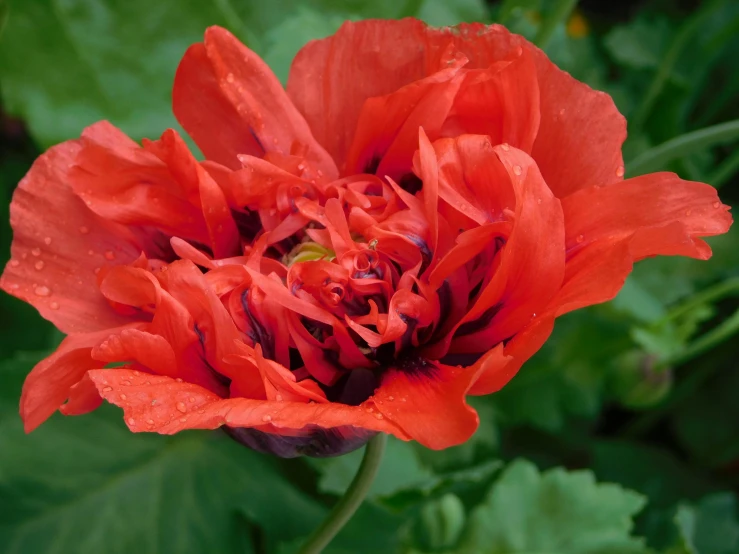 a close up of a red flower with water droplets on it, inspired by Edwin Deakin, hurufiyya, poppies, payne's grey and venetian red, lightweight, voluminous