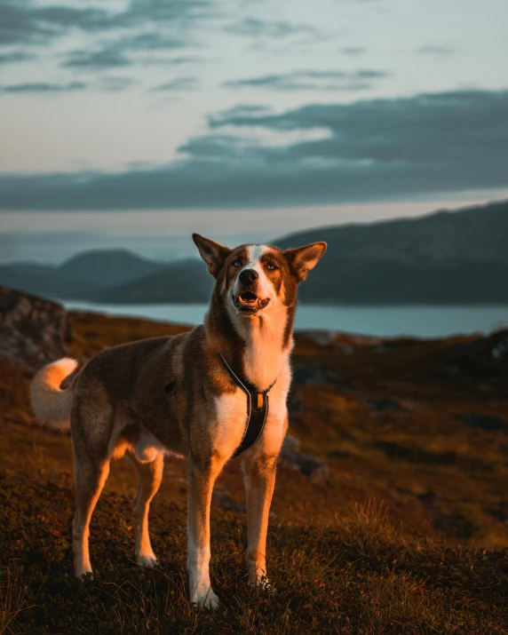 a brown and white dog standing on top of a grass covered hillside, an album cover, by Jesper Knudsen, pexels contest winner, happening, evening lights, corgi, on the mountain, video