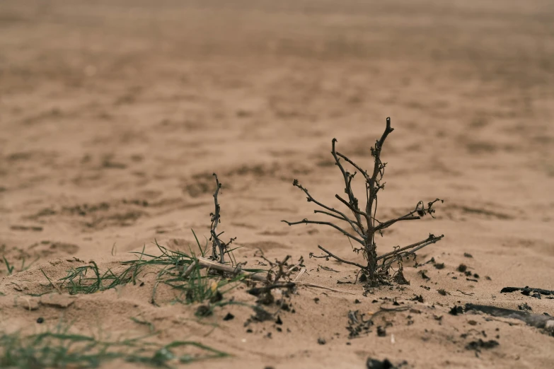 a small plant that is growing out of the sand, an album cover, unsplash, land art, dry trees, famine, low quality photo, “ iron bark