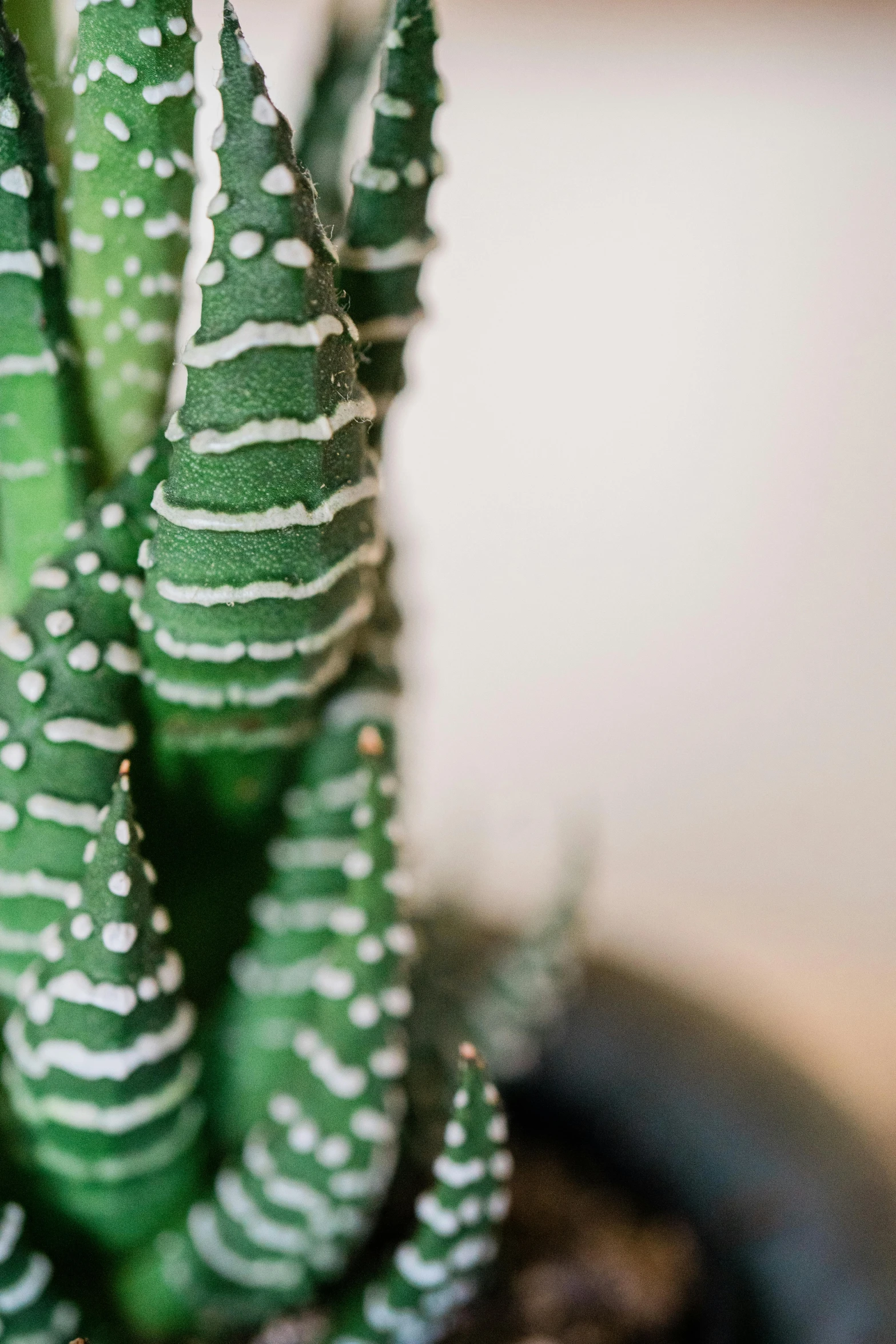 a close up of a cactus plant in a pot, a digital rendering, by Carey Morris, trending on unsplash, decorations, miniature forest, embroidered velvet, 155 cm tall