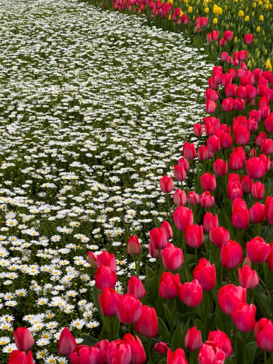 a field filled with lots of red and white flowers, by Jan Pynas, shutterstock contest winner, chrysanthemum and tulips, demur, asymmetrical composition, ! low contrast!