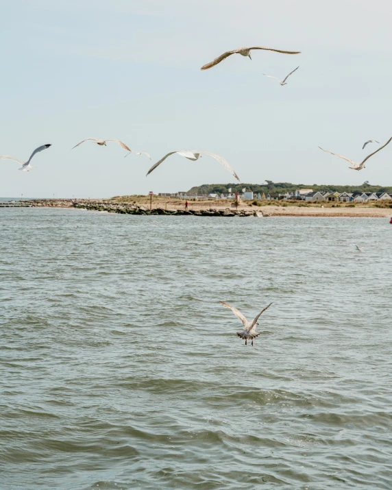 a flock of seagulls flying over a body of water, from a distance