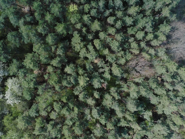 a bird's eye view of a forest, ((trees)), drone footage, looking downwards, in avila pinewood