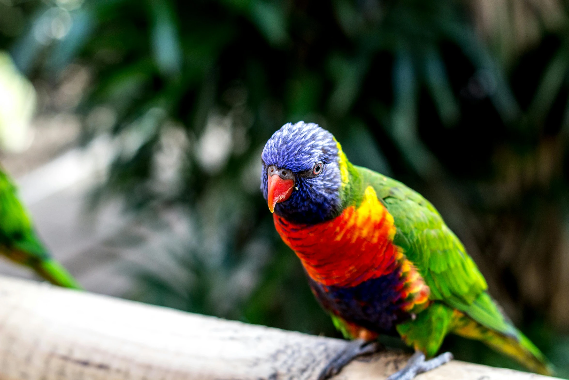 two colorful birds sitting on a branch of a tree, a portrait, pexels contest winner, australian, 🦩🪐🐞👩🏻🦳, colorful bird with a long, a wooden