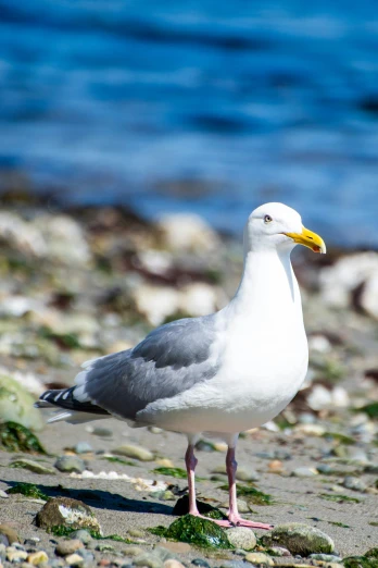 a seagull standing on a beach next to the ocean, with a yellow beak, standing on rocky ground, seattle, photographs
