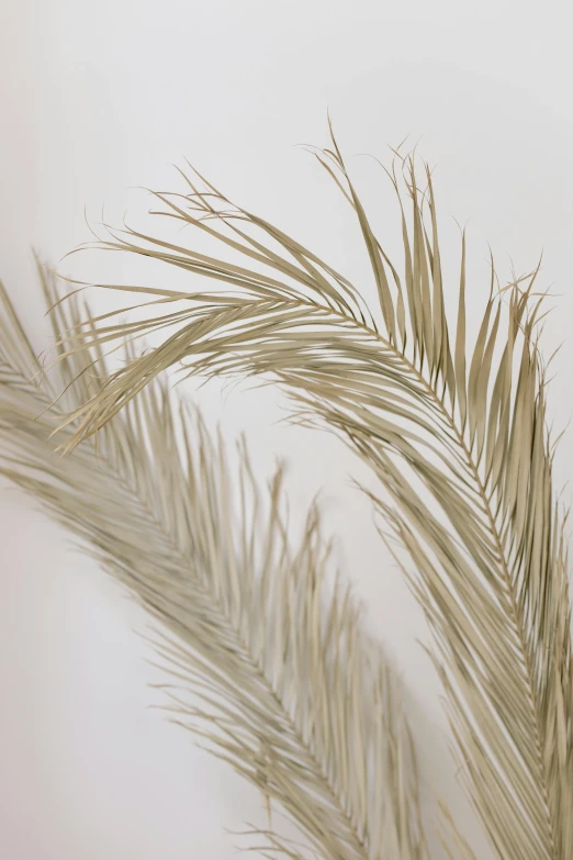 a bird sitting on a branch of a palm tree, an abstract sculpture, inspired by Frederick Goodall, beige cream natural muted tones, medium close up, fronds, a pair of ribbed