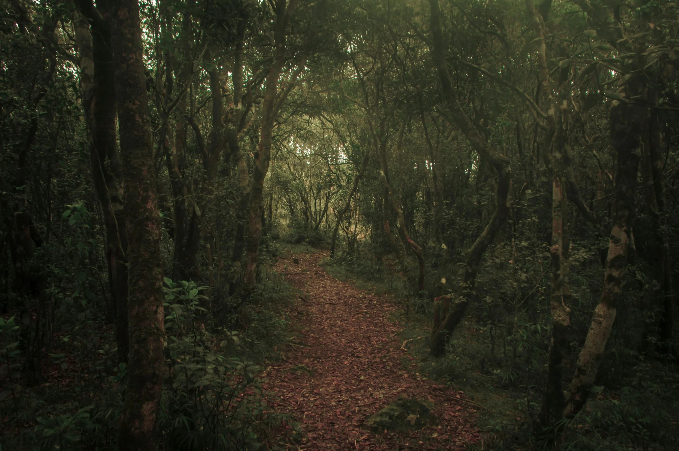 a forest filled with lots of trees and leaves, an album cover, unsplash contest winner, australian tonalism, greenish expired film, ignant, foot path, tamborine