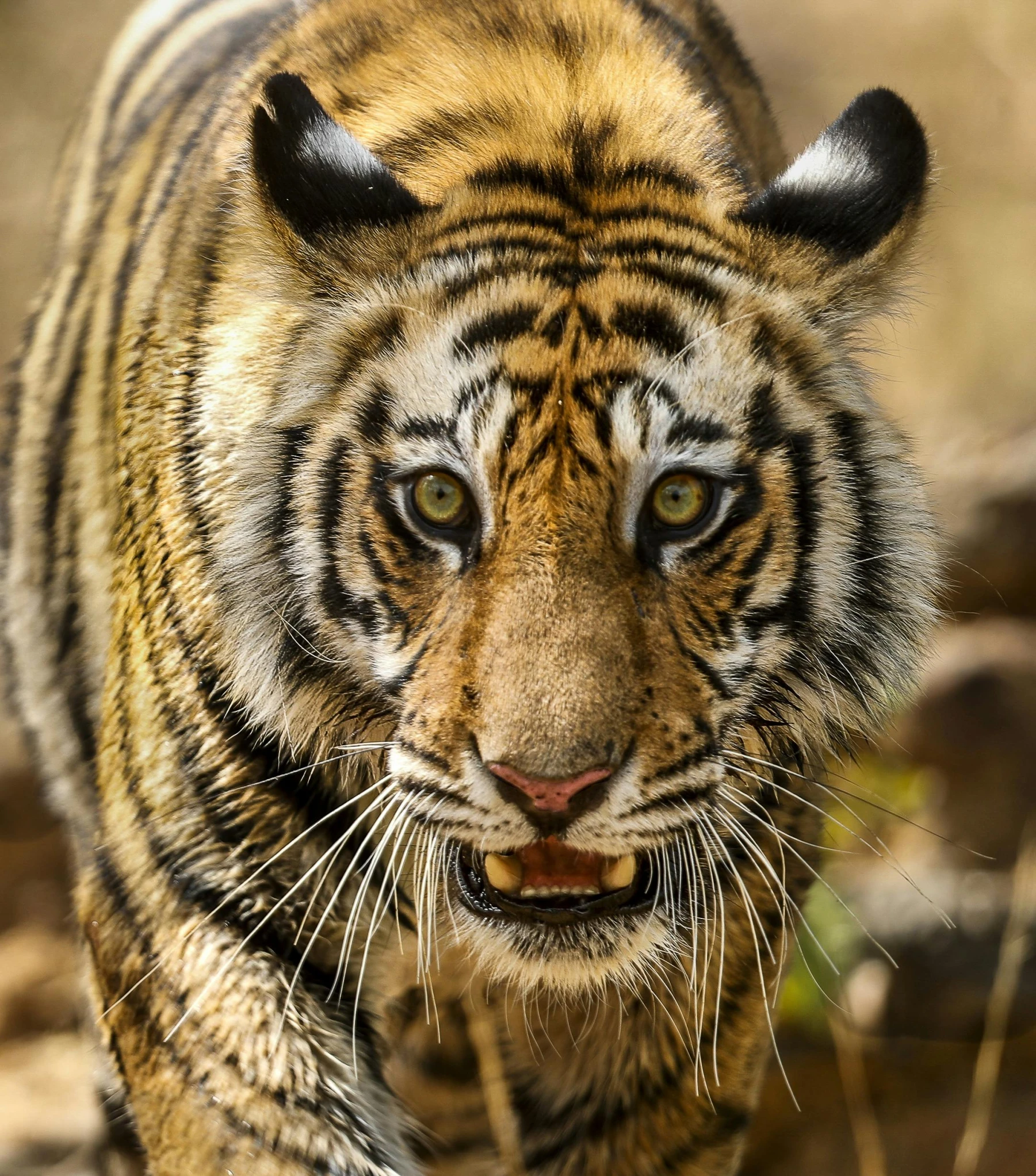 a tiger walking across a dry grass covered field, a portrait, by Tom Wänerstrand, pexels contest winner, macro face shot, hindu, 4 k'', front on