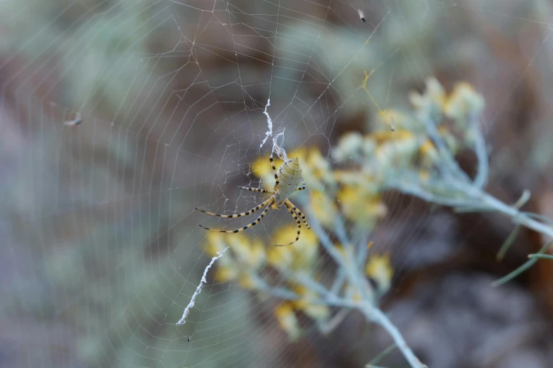 a spider sitting on top of a spider web, by Gwen Barnard, unsplash, new mexico, with yellow flowers around it, the spider thicket, ignant