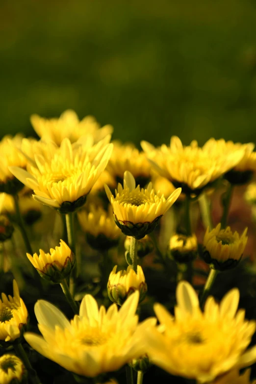 a bunch of yellow flowers sitting on top of a lush green field, a picture, by David Simpson, chrysanthemum, uplit, gardening, colour photograph