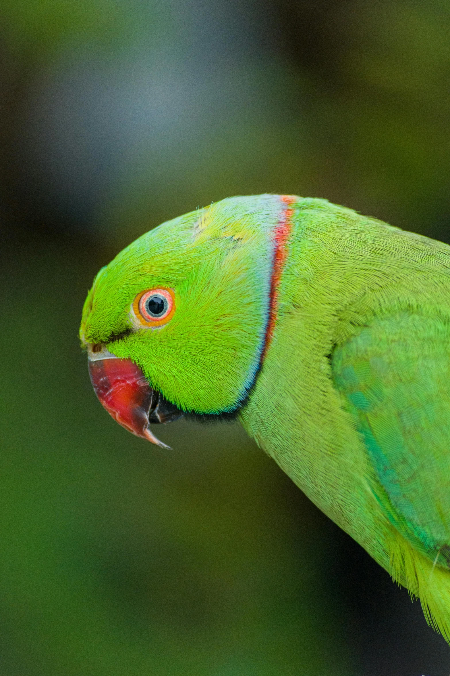 a green parrot sitting on top of a tree branch, a pastel, by Peter Churcher, shutterstock contest winner, truncated snout under visor, glossy flecks of iridescence, green bright red, portrait of a small