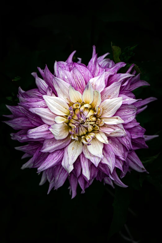 a purple and white flower on a black background, a colorized photo, pexels contest winner, giant dahlia flower head, taken with sony alpha 9, a high angle shot, vintage color
