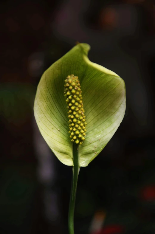 a close up of a flower with a blurry background, inspired by Carpoforo Tencalla, pale green glow, cone shaped, houseplant, a tall