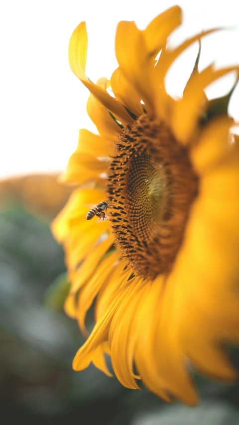 a close up of a sunflower with a bee on it, pexels, paul barson, high angle shot, at the golden hour, ::