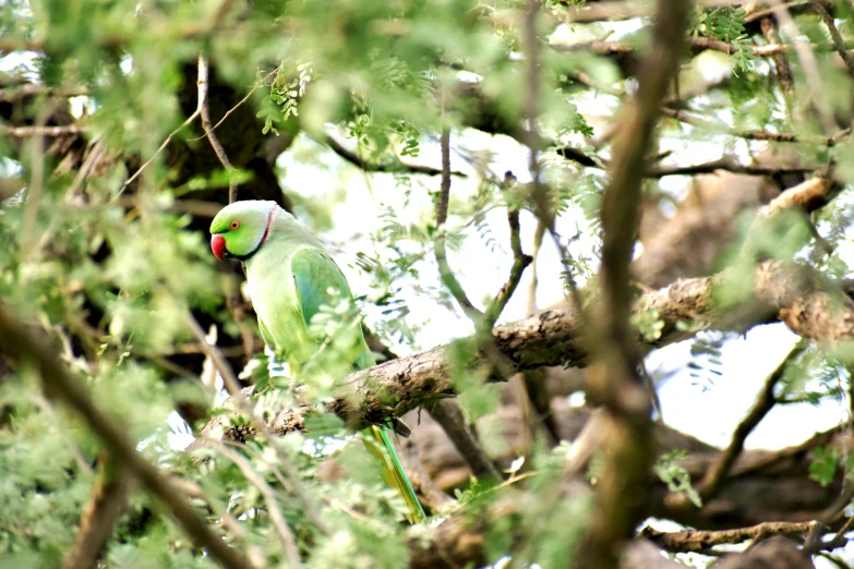 a green bird sitting on top of a tree branch, pexels, hurufiyya, river with low flying parrots, img _ 9 7 5. raw, hiding, pink white and green