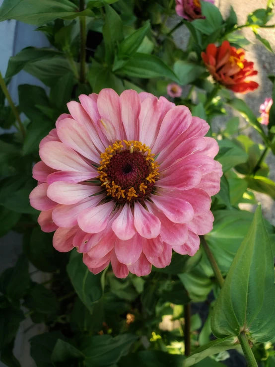 a close up of a pink flower with green leaves, a picture, pexels contest winner, taken on iphone 1 3 pro, multicolored, gigantic tight pink ringlets, full product shot