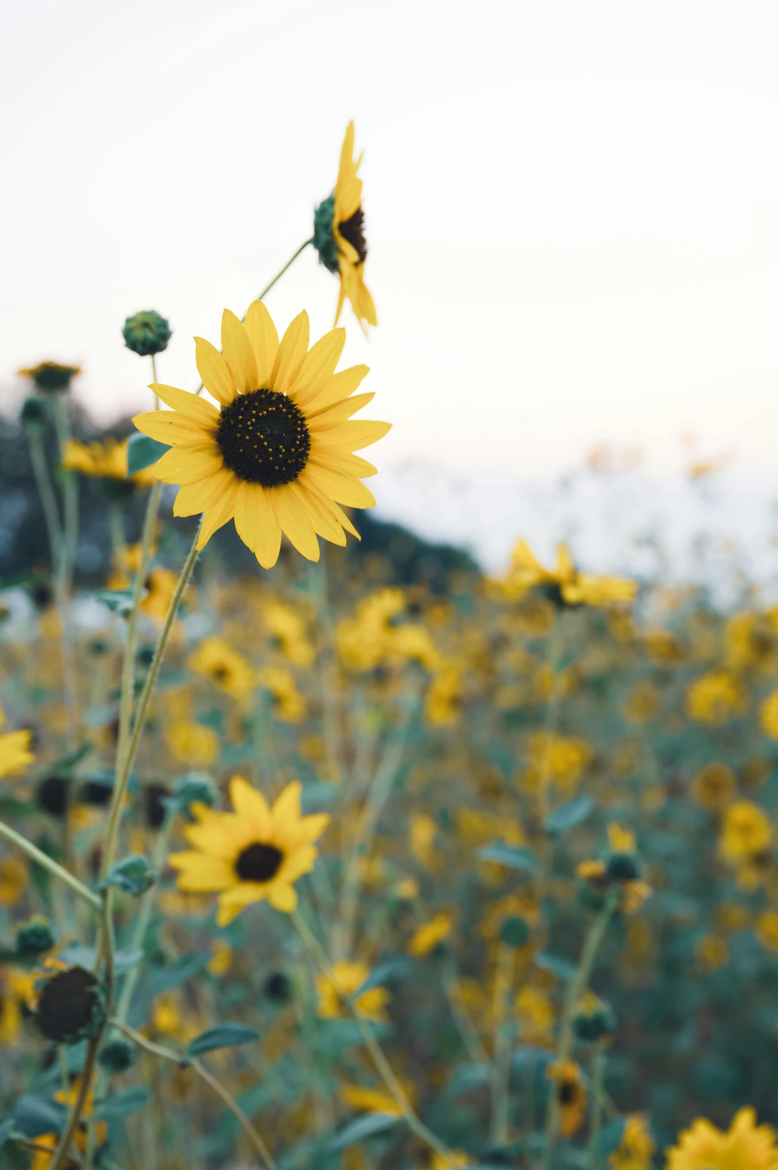 a field of sunflowers with mountains in the background, trending on unsplash, minimalism, medium format. soft light, oceanside, 🌸 🌼 💮, depicting a flower