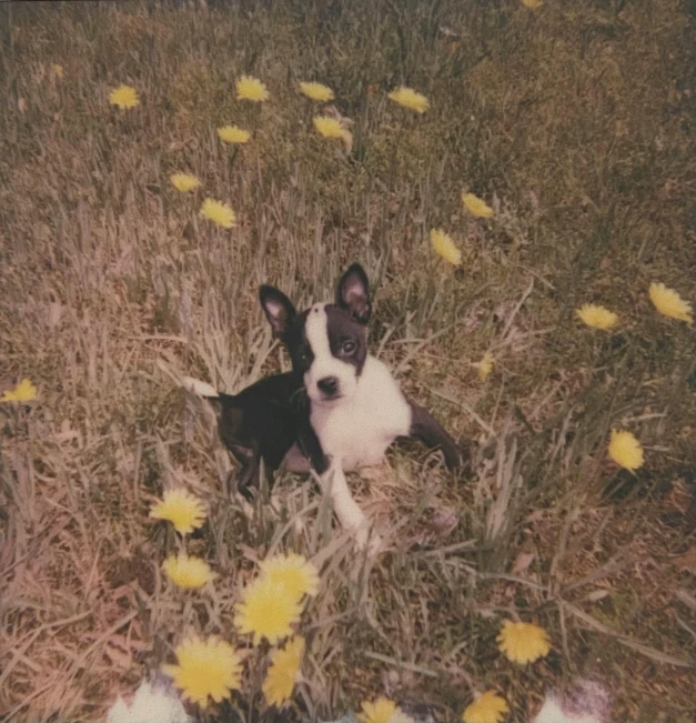 a black and white dog laying in a field of yellow flowers, a polaroid photo, by Ellen Gallagher, magic realism, ffffound, 1 9 7 0 s analog aesthetic, puppies, new boards of canada album cover