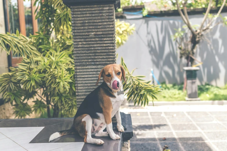 a brown and white dog sitting on top of a table, pexels contest winner, bali, sitting in the garden, cute beagle, sunny day time
