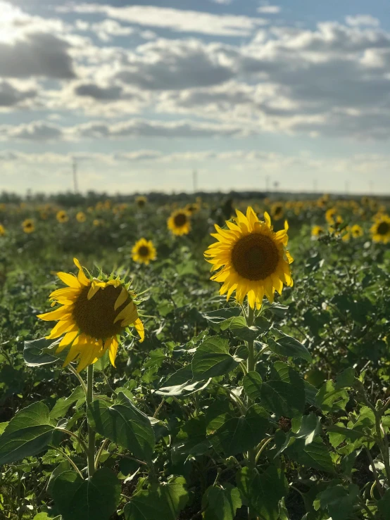 a field of sunflowers on a sunny day, by Carey Morris, unsplash contest winner, visual art, iphone photo, nice slight overcast weather, 2000s photo, concept photo