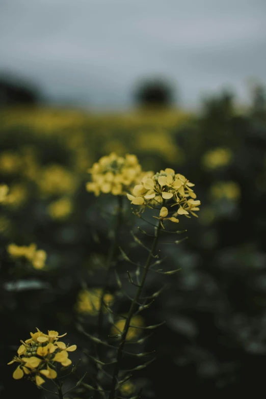 a field full of yellow flowers under a cloudy sky, inspired by Elsa Bleda, unsplash, moody evening light, tight focus, farming, #green