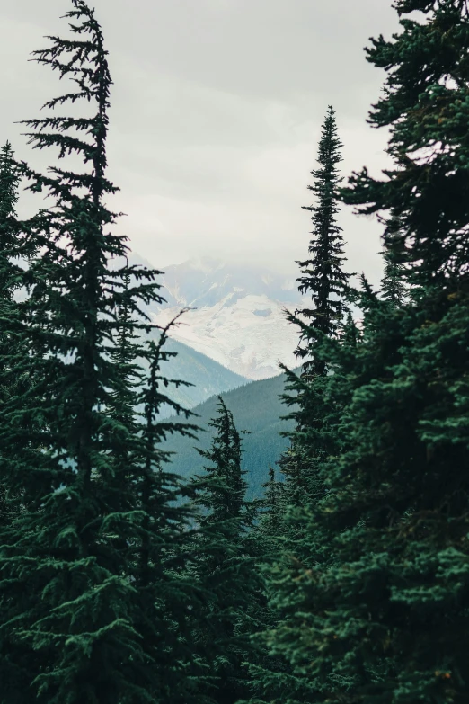 a forest filled with lots of green trees, inspired by Elsa Bleda, trending on unsplash, vancouver, snowy peaks, gray skies, window view
