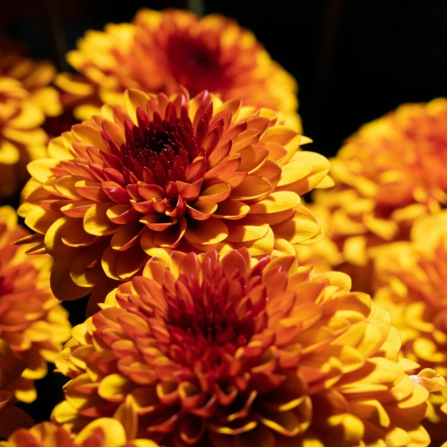 a close up of a bunch of orange flowers, pexels, vanitas, gradient yellow to red, chrysanthemum eos-1d, fall season, highly ornate