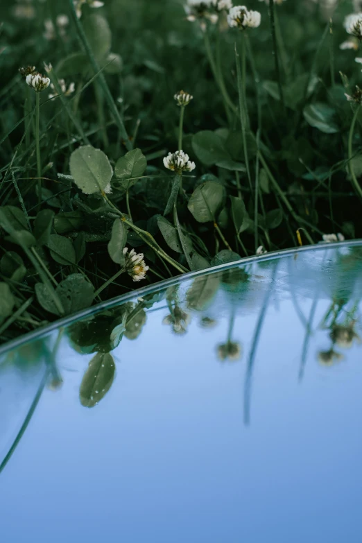 a bird bath sitting on top of a lush green field, a picture, inspired by Elsa Bleda, unsplash, land art, mirror reflection, clover, ignant, detail shot