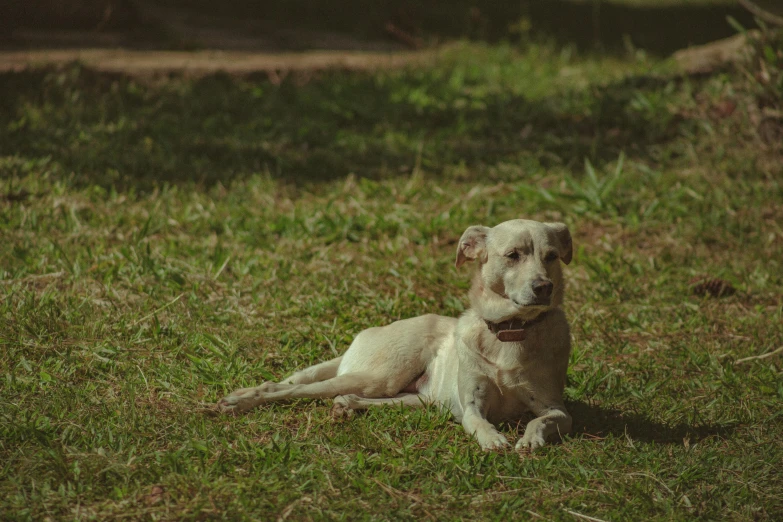 a dog that is laying down in the grass, by Elsa Bleda, unsplash, renaissance, shaded, ignant, lawn, low quality photo