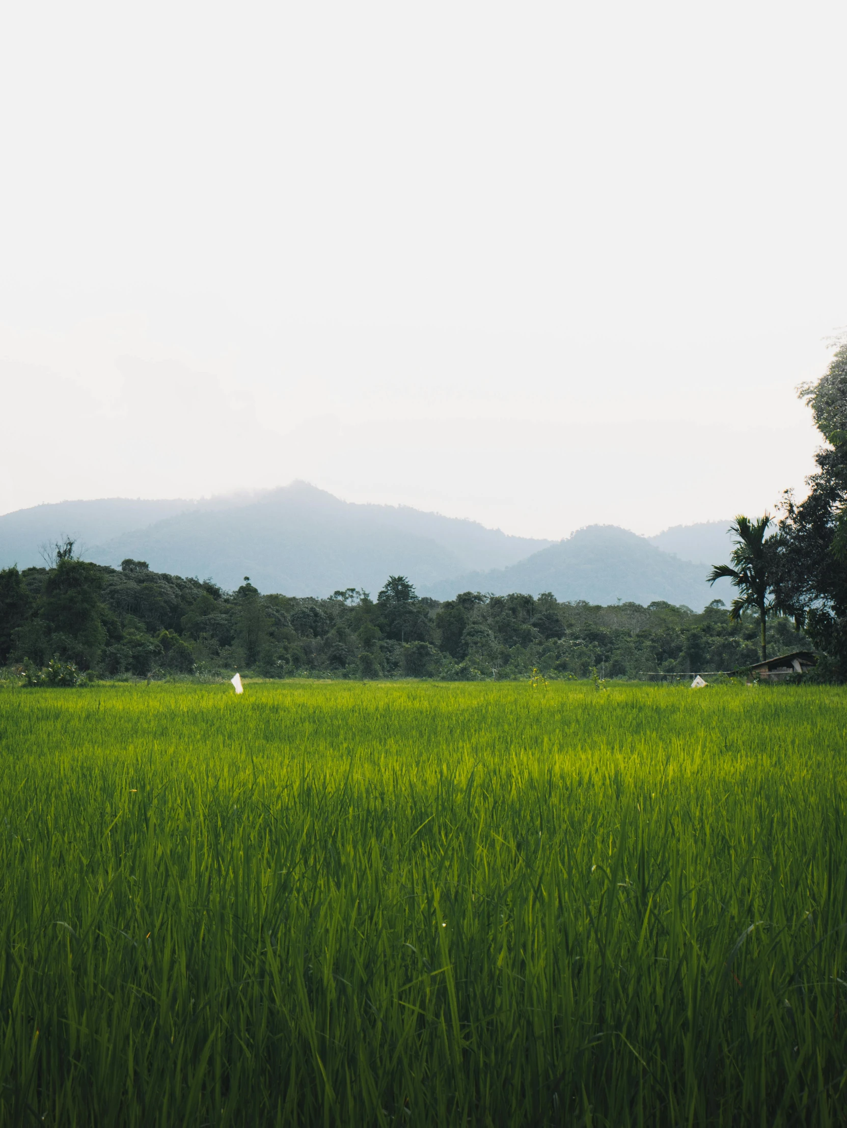 a field of green grass with mountains in the background, a picture, unsplash, sumatraism, wide film still, high quality image, sri lanka, multiple stories