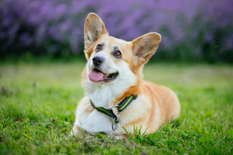 a brown and white dog laying on top of a lush green field, a portrait, by Julia Pishtar, shutterstock, corgi, purple, instagram post, wearing collar