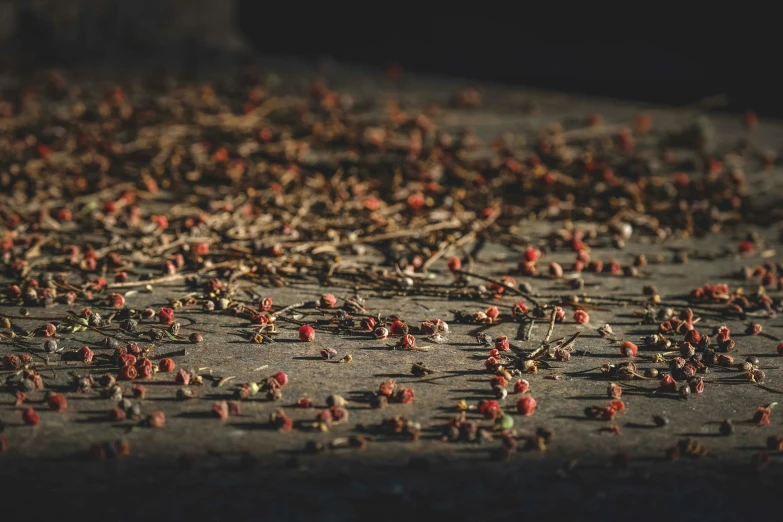 a bunch of tiny red berries on the ground, by Attila Meszlenyi, unsplash contest winner, made of dried flowers, on sidewalk, substance designer render, concert