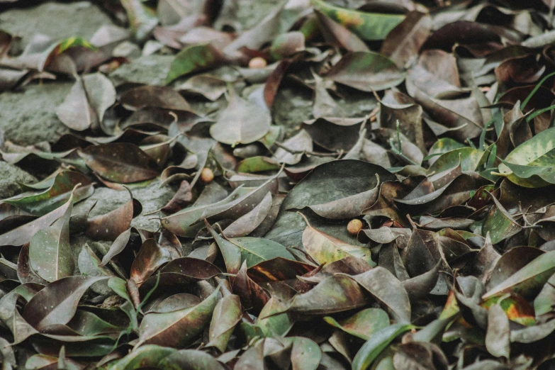 a bunch of leaves that are laying on the ground, an album cover, by Daniel Lieske, trending on unsplash, background image, full frame image, background: assam tea garden, 15081959 21121991 01012000 4k