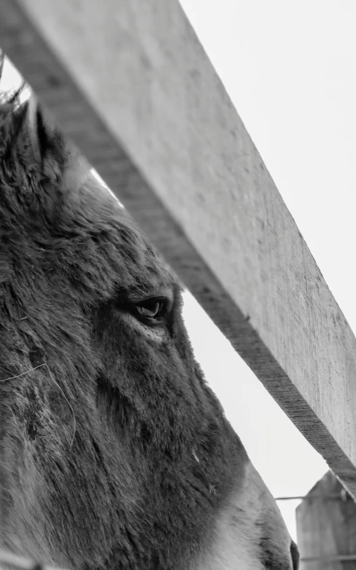 a donkey standing next to a wooden fence, a black and white photo, by Matthias Weischer, unsplash, close - up of face, shot from roofline, an abstract, a wooden