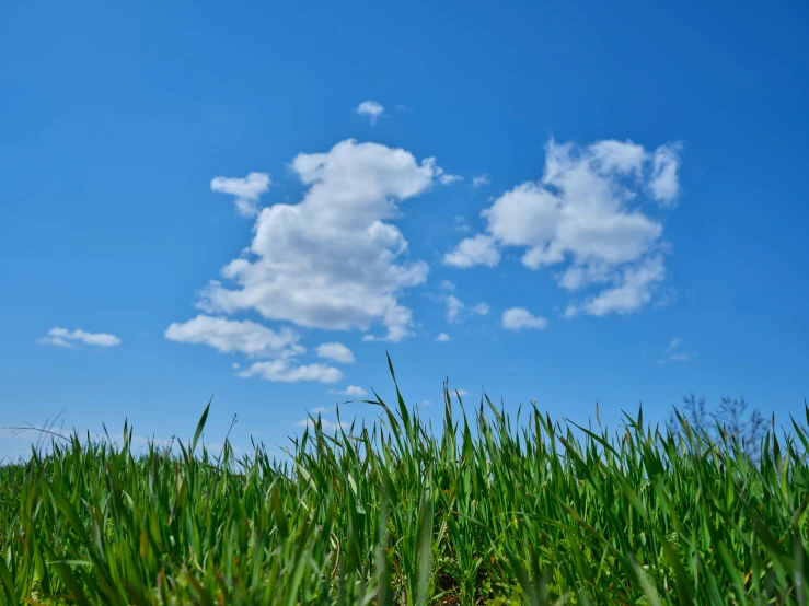 a field of green grass with a blue sky in the background, unsplash, visual art, cumulus, low angle photo, trending photo