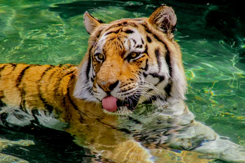 a close up of a tiger in a body of water, a cat swimming in water