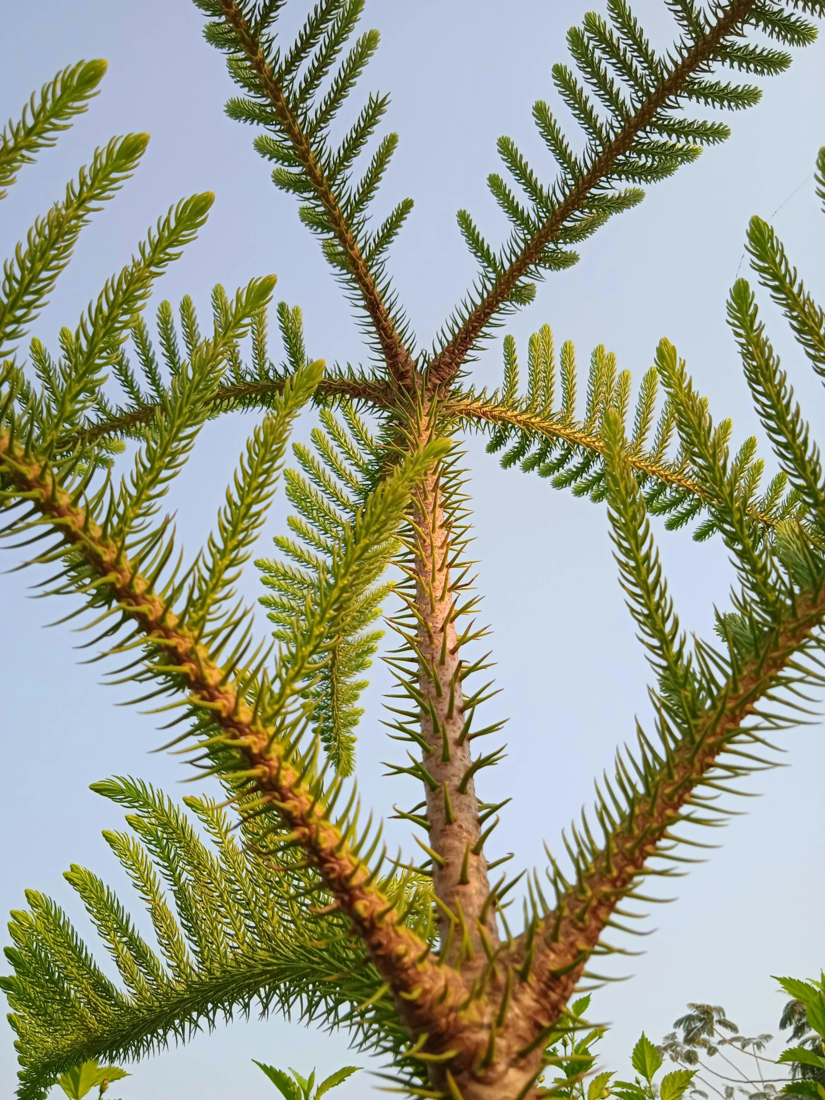 a close up of a pine tree with a blue sky in the background