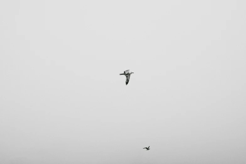 a couple of birds that are flying in the sky, a black and white photo, pexels, minimalism, under a gray foggy sky, [ floating ]!!, photographic print, sports photo