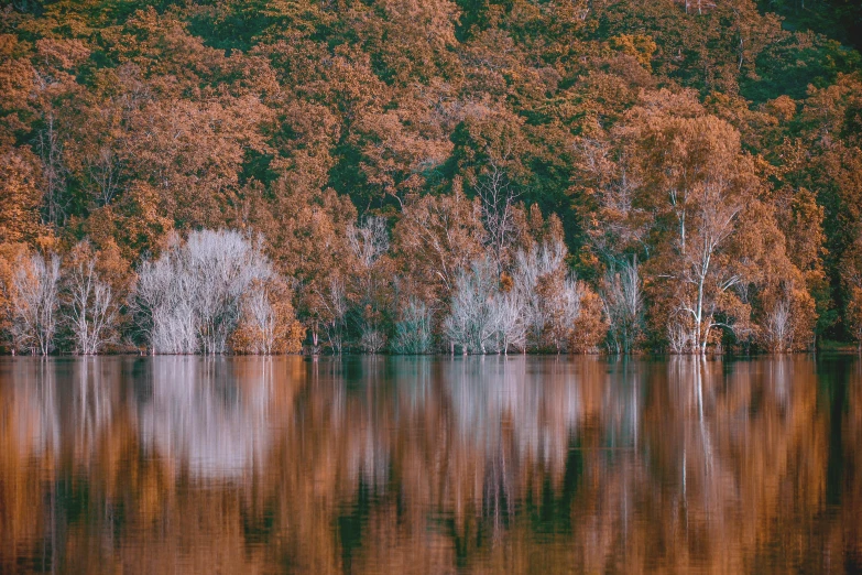 a large body of water surrounded by trees, a picture, unsplash contest winner, australian tonalism, reflections in copper, manuka, brown, hd wallpaper