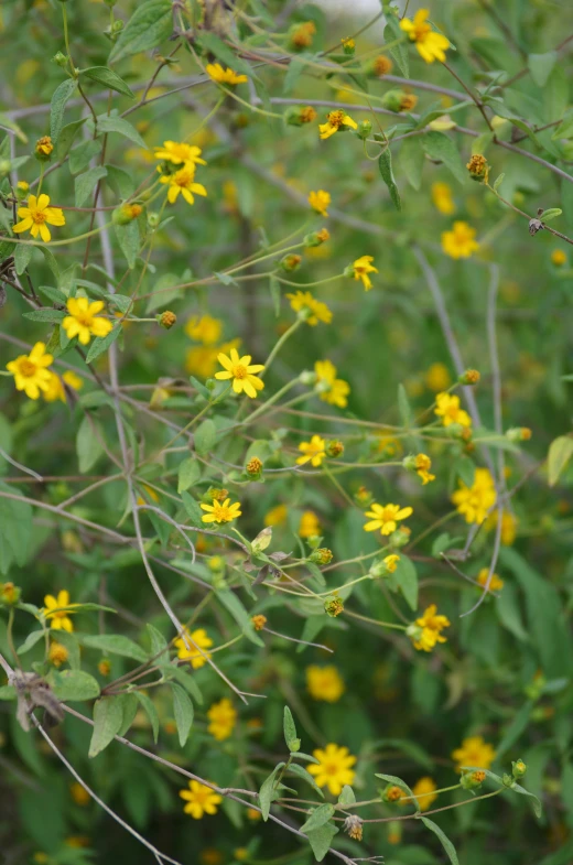 a bunch of yellow flowers sitting on top of a lush green field, by Linda Sutton, hurufiyya, many thick dark knotted branches, florida, loosely cropped, seeds