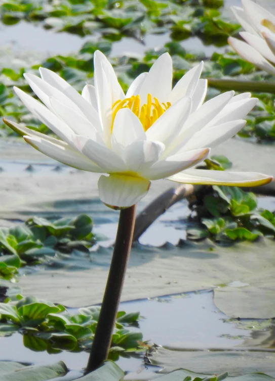 a close up of a flower in a body of water, myanmar, white lilies, looking towards the camera, no cropping