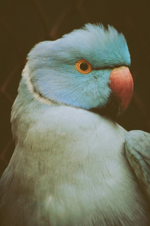 a close up of a bird with a black background, an album cover, trending on pexels, pale blue skin, pallid skin, colourful, grainy photograph