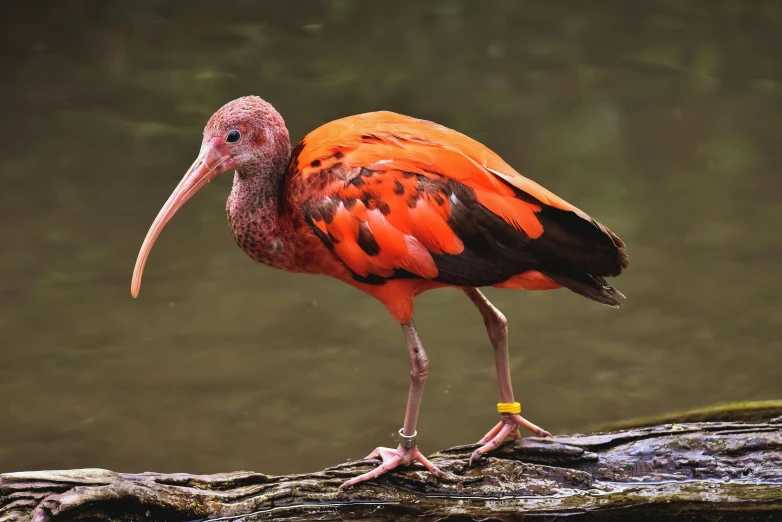 a bird with a long beak standing on a log, pexels contest winner, hurufiyya, vibrant red, male emaciated, orange and black, highly detailed barlowe 8 k