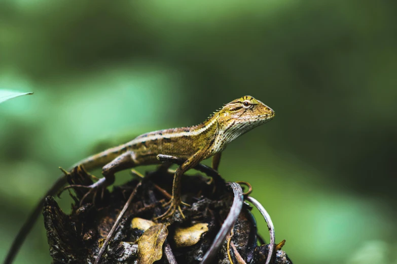 a lizard sitting on top of a tree branch, an album cover, pexels contest winner, sumatraism, brown, low detailed, sri lanka, portrait of a small